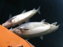 attachID_15693_postID_151750_lake_whitefish_2.jpg