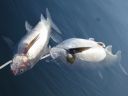 attachID_15694_postID_151750_lake_whitefish_3.jpg