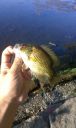Filename=attachID_15787_postID_152610_IMAG2439.jpg
Filesize=115KiB
Dimensions=718x1200
Date added=Dec 02, 2016 attachID_15787_postID_152610_IMAG2439.jpg