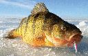 Filename=attachID_15828_postID_152962_jumboperch.gif
Filesize=241KiB
Dimensions=880x562
Date added=Dec 02, 2016 attachID_15828_postID_152962_jumboperch.gif
