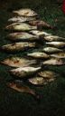 Filename=attachID_15834_postID_153060_mmexport1441830668654.jpg
Filesize=93KiB
Dimensions=450x800
Date added=Dec 02, 2016 attachID_15834_postID_153060_mmexport1441830668654.jpg
