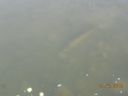 Filename=attachID_15989_postID_154307_DSCN3794.JPG
Filesize=165KiB
Dimensions=1037x778
Date added=Dec 02, 2016 attachID_15989_postID_154307_DSCN3794.JPG