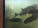 attachID_16297_postID_156564_IMG_0277.JPG