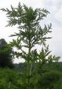 Filename=attachID_16493_postID_158301_Artemisia_annua.jpg
Filesize=131KiB
Dimensions=335x480
Date added=Dec 02, 2016 attachID_16493_postID_158301_Artemisia_annua.jpg