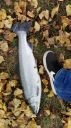 Filename=attachID_16662_postID_159232_image.jpg
Filesize=183KiB
Dimensions=674x1200
Date added=Dec 02, 2016 attachID_16662_postID_159232_image.jpg