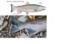 Filename=attachID_16689_postID_159558_Oncorhynchus_keta.jpg
Filesize=192KiB
Dimensions=1091x775
Date added=Dec 02, 2016 attachID_16689_postID_159558_Oncorhynchus_keta.jpg