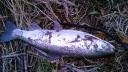Filename=attachID_16975_postID_162648_DSC_0209.jpg
Filesize=142KiB
Dimensions=1200x675
Date added=Dec 02, 2016 attachID_16975_postID_162648_DSC_0209.jpg