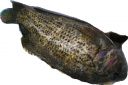 Filename=attachID_17001_postID_162847_rockbass_dark.jpg
Filesize=135KiB
Dimensions=1089x727
Date added=Dec 02, 2016 attachID_17001_postID_162847_rockbass_dark.jpg