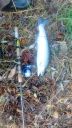 Filename=attachID_17022_postID_163060_IMG_20151102_094852322.jpg
Filesize=171KiB
Dimensions=675x1200
Date added=Dec 02, 2016 attachID_17022_postID_163060_IMG_20151102_094852322.jpg