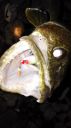 Filename=attachID_17308_postID_165790_20151115u2BoPhA2B3.jpg
Filesize=68KiB
Dimensions=673x1200
Date added=Dec 02, 2016 attachID_17308_postID_165790_20151115u2BoPhA2B3.jpg
