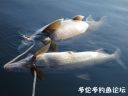 Filename=attachID_17751_postID_168689_laker_whitefish1.jpg
Filesize=51KiB
Dimensions=840x630
Date added=Dec 02, 2016 attachID_17751_postID_168689_laker_whitefish1.jpg
