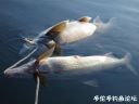 Filename=attachID_17753_postID_168689_laker_whitefish2.jpg
Filesize=65KiB
Dimensions=1000x750
Date added=Dec 02, 2016 attachID_17753_postID_168689_laker_whitefish2.jpg