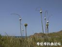 Filename=attachID_17903_postID_170001_wgarlic5.JPG
Filesize=59KiB
Dimensions=800x600
Date added=Dec 02, 2016 attachID_17903_postID_170001_wgarlic5.JPG