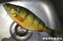 Filename=attachID_17959_postID_170165_12.jpg
Filesize=91KiB
Dimensions=1000x654
Date added=Dec 02, 2016 attachID_17959_postID_170165_12.jpg