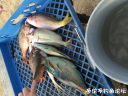Filename=attachID_18685_postID_175741_IMG_4350.JPG
Filesize=132KiB
Dimensions=1000x750
Date added=Dec 02, 2016 attachID_18685_postID_175741_IMG_4350.JPG