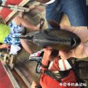 Filename=attachID_18694_postID_175741_IMG_4370.JPG
Filesize=114KiB
Dimensions=1000x1000
Date added=Dec 02, 2016 attachID_18694_postID_175741_IMG_4370.JPG
