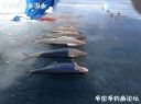Filename=attachID_19361_postID_180782_5tiao.jpg
Filesize=110KiB
Dimensions=1000x746
Date added=Dec 02, 2016 attachID_19361_postID_180782_5tiao.jpg