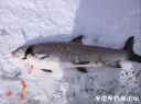 Filename=attachID_19506_postID_181682__00l.jpg
Filesize=82KiB
Dimensions=1000x749
Date added=Dec 02, 2016 attachID_19506_postID_181682__00l.jpg