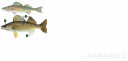 Filename=attachID_19519_postID_181863_walleye.png
Filesize=185KiB
Dimensions=1000x484
Date added=Dec 02, 2016 attachID_19519_postID_181863_walleye.png