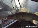 Filename=attachID_19849_postID_184975_IMG_1300.JPG
Filesize=99KiB
Dimensions=1000x750
Date added=Dec 02, 2016 attachID_19849_postID_184975_IMG_1300.JPG