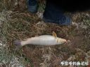 Filename=attachID_20350_postID_188880_IMG_20160403_161545.jpg
Filesize=162KiB
Dimensions=1000x750
Date added=Dec 02, 2016 attachID_20350_postID_188880_IMG_20160403_161545.jpg
