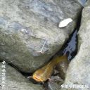 Filename=attachID_20376_postID_189542_yu1.jpg
Filesize=127KiB
Dimensions=1000x1000
Date added=Dec 02, 2016 attachID_20376_postID_189542_yu1.jpg