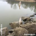 Filename=attachID_20377_postID_189542_yu2.jpg
Filesize=117KiB
Dimensions=1000x1000
Date added=Dec 02, 2016 attachID_20377_postID_189542_yu2.jpg