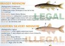 Filename=attachID_20430_postID_189903_baitfish6.jpg
Filesize=112KiB
Dimensions=1000x713
Date added=Dec 02, 2016 attachID_20430_postID_189903_baitfish6.jpg