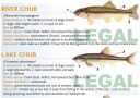 Filename=attachID_20434_postID_189903_baitfish10.jpg
Filesize=116KiB
Dimensions=1000x708
Date added=Dec 02, 2016 attachID_20434_postID_189903_baitfish10.jpg