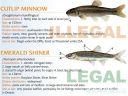 Filename=attachID_20435_postID_189903_baitfish11.jpg
Filesize=117KiB
Dimensions=1000x750
Date added=Dec 02, 2016 attachID_20435_postID_189903_baitfish11.jpg