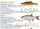 Filename=attachID_20441_postID_189903_baitfish17.jpg
Filesize=125KiB
Dimensions=1000x742
Date added=Dec 02, 2016 attachID_20441_postID_189903_baitfish17.jpg