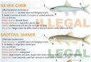 Filename=attachID_20443_postID_189903_baitfish19.jpg
Filesize=102KiB
Dimensions=1000x693
Date added=Dec 02, 2016 attachID_20443_postID_189903_baitfish19.jpg