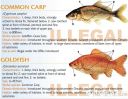 Filename=attachID_20444_postID_189903_baitfish20.jpg
Filesize=139KiB
Dimensions=1000x774
Date added=Dec 02, 2016 attachID_20444_postID_189903_baitfish20.jpg