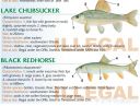 Filename=attachID_20448_postID_189903_baitfish24.jpg
Filesize=126KiB
Dimensions=1000x758
Date added=Dec 02, 2016 attachID_20448_postID_189903_baitfish24.jpg