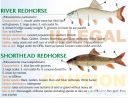 Filename=attachID_20450_postID_189903_baitfish26.jpg
Filesize=137KiB
Dimensions=1000x767
Date added=Dec 02, 2016 attachID_20450_postID_189903_baitfish26.jpg