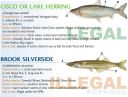 Filename=attachID_20453_postID_189903_baitfish29.jpg
Filesize=116KiB
Dimensions=1000x761
Date added=Dec 02, 2016 attachID_20453_postID_189903_baitfish29.jpg