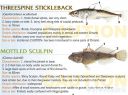Filename=attachID_20457_postID_189903_baitfish33.jpg
Filesize=130KiB
Dimensions=1000x747
Date added=Dec 02, 2016 attachID_20457_postID_189903_baitfish33.jpg
