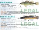 Filename=attachID_20460_postID_189903_baitfish36.jpg
Filesize=130KiB
Dimensions=1000x768
Date added=Dec 02, 2016 attachID_20460_postID_189903_baitfish36.jpg