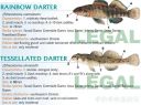 Filename=attachID_20463_postID_189903_baitfish39.jpg
Filesize=120KiB
Dimensions=1000x749
Date added=Dec 02, 2016 attachID_20463_postID_189903_baitfish39.jpg