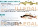 Filename=attachID_20464_postID_189903_baitfish40.jpg
Filesize=120KiB
Dimensions=1000x737
Date added=Dec 02, 2016 attachID_20464_postID_189903_baitfish40.jpg
