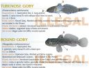 Filename=attachID_20465_postID_189903_baitfish41.jpg
Filesize=125KiB
Dimensions=1000x769
Date added=Dec 02, 2016 attachID_20465_postID_189903_baitfish41.jpg