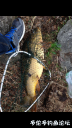 Filename=attachID_20525_postID_190336_image.png
Filesize=842KiB
Dimensions=563x1000
Date added=Dec 02, 2016 attachID_20525_postID_190336_image.png