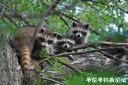 Filename=attachID_20545_postID_190522_racoon.jpg
Filesize=123KiB
Dimensions=1000x666
Date added=Dec 02, 2016 attachID_20545_postID_190522_racoon.jpg