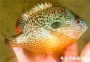 Filename=attachID_20569_postID_190789_sunfish13.jpg
Filesize=100KiB
Dimensions=991x684
Date added=Dec 02, 2016 attachID_20569_postID_190789_sunfish13.jpg