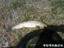 Filename=attachID_20648_postID_191299_IMG_20160415_131501.jpg
Filesize=218KiB
Dimensions=1000x750
Date added=Dec 02, 2016 attachID_20648_postID_191299_IMG_20160415_131501.jpg