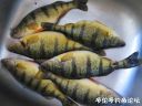 Filename=attachID_20678_postID_191459_15.jpg
Filesize=95KiB
Dimensions=1000x750
Date added=Dec 02, 2016 attachID_20678_postID_191459_15.jpg