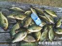 attachID_20739_postID_191764_image.jpeg