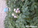 Filename=attachID_20941_postID_193483_20150614_195813.jpg
Filesize=129KiB
Dimensions=1000x750
Date added=Dec 02, 2016 attachID_20941_postID_193483_20150614_195813.jpg
