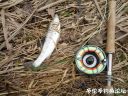 Filename=attachID_20967_postID_193669_IMG_20160429_103120.jpg
Filesize=194KiB
Dimensions=1000x750
Date added=Dec 02, 2016 attachID_20967_postID_193669_IMG_20160429_103120.jpg