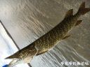 Filename=attachID_21098_postID_194560_uucS2B2B_003.jpeg
Filesize=107KiB
Dimensions=1000x750
Date added=Dec 02, 2016 attachID_21098_postID_194560_uucS2B2B_003.jpeg